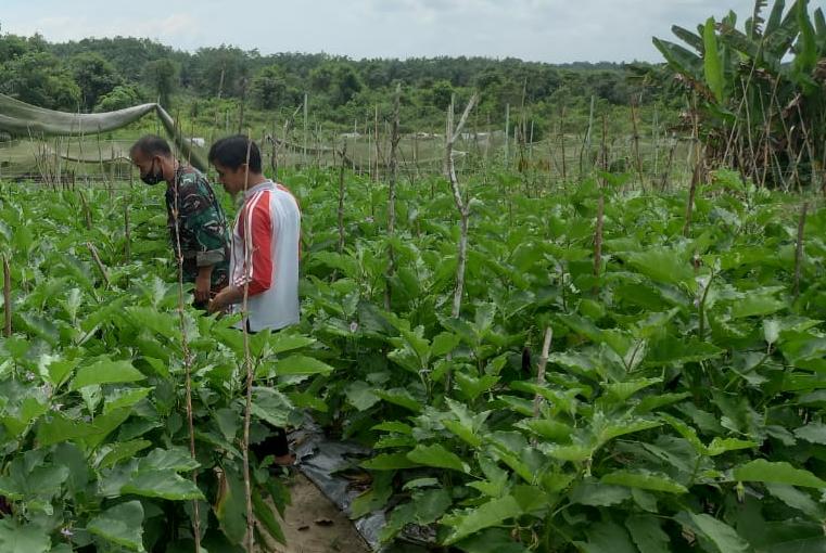 Pelda Sembiring Dampingi Petani Terong