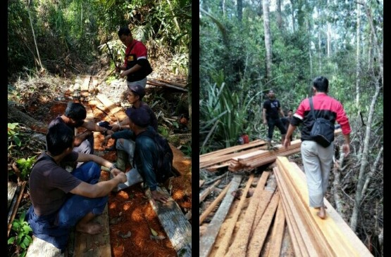 Polres Bengkalis Tangkap 6 Perambah Hutan Cagar Biosfer