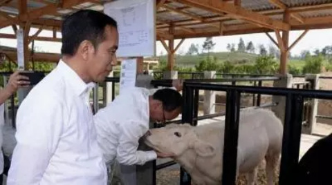 Tinjau Peternakan Sapi Belgian Blue, Jokowi: Tambah Lagi