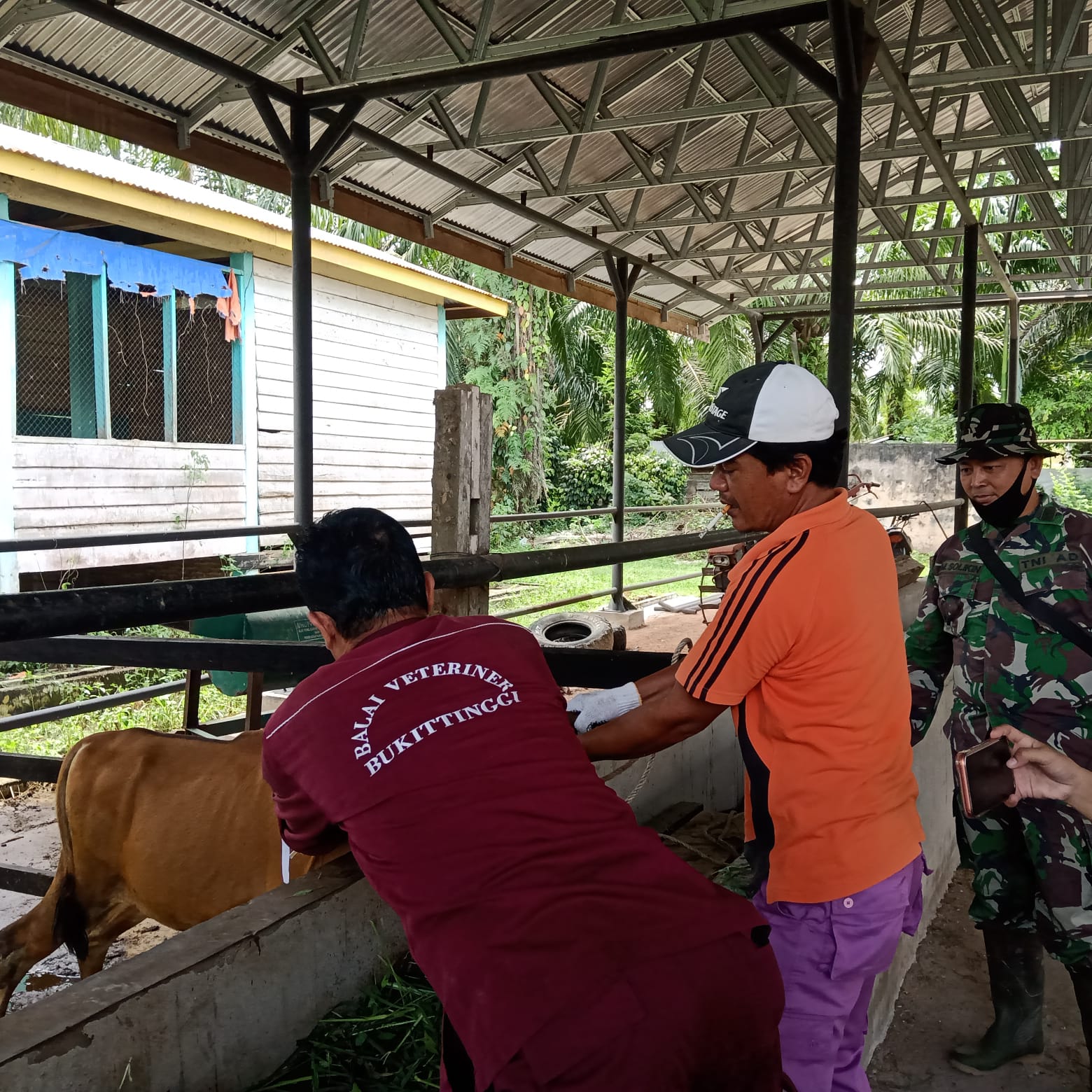 Giat Pencegahan PMK dan Pemberian Vitamin