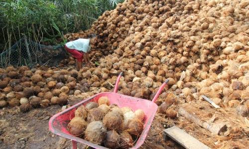 Disdagtri Inhil: Harga Kelapa Bulat Pilihan Tembus Rp2.500/Kg