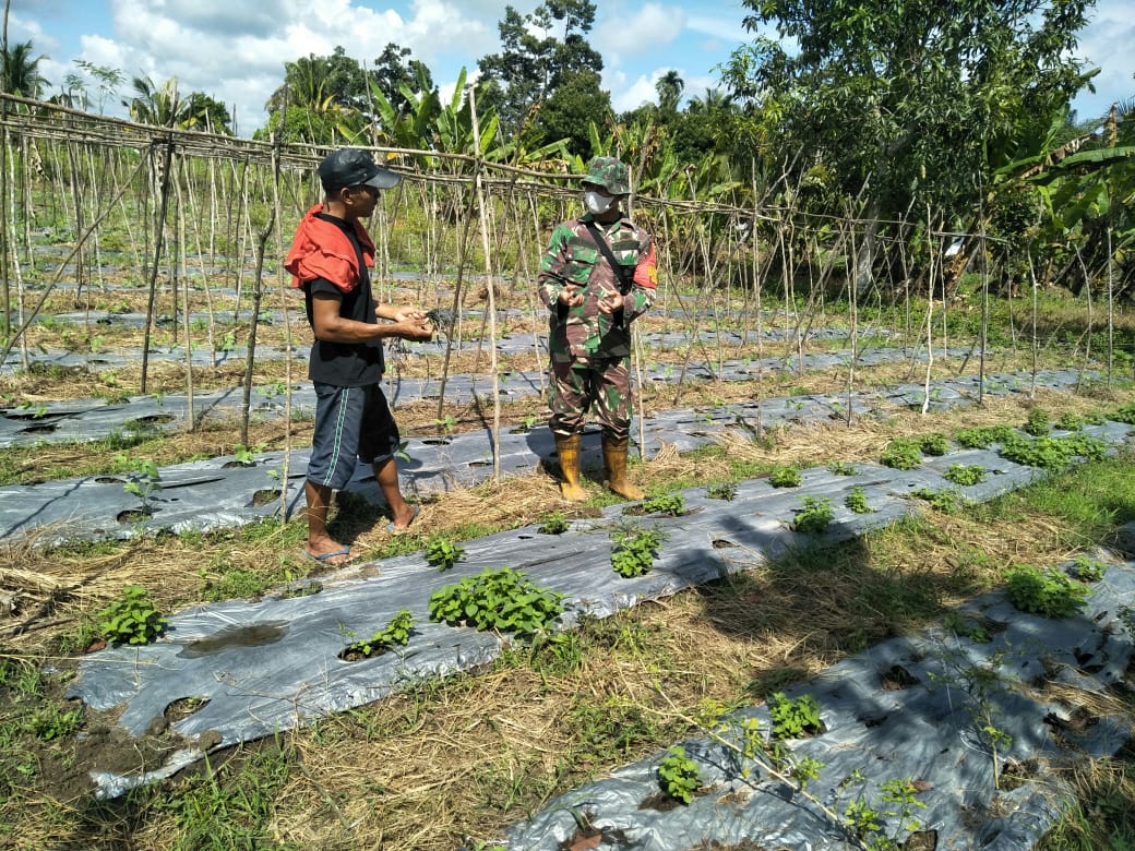 Jaga Ketahanan Pangan, Serda Boby Rahman Laksanakan Pendampingan