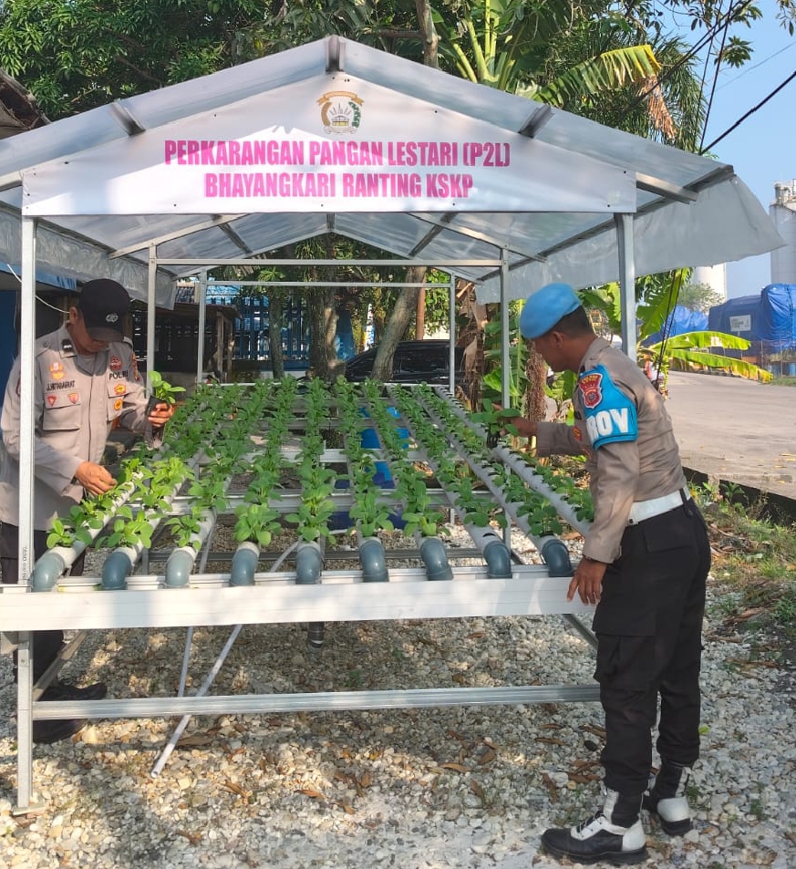 Polsek KSKP Dumai Rawat Bibit Hidroponik Tahap II, Dukung Program Ketahanan Pangan Nasional