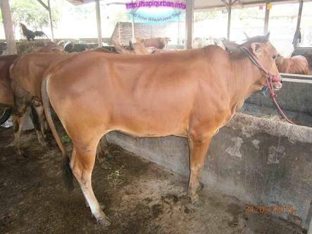 31 Ekor Sapi Kurban Pemko Pekanbaru Disembelih Diempat Titik