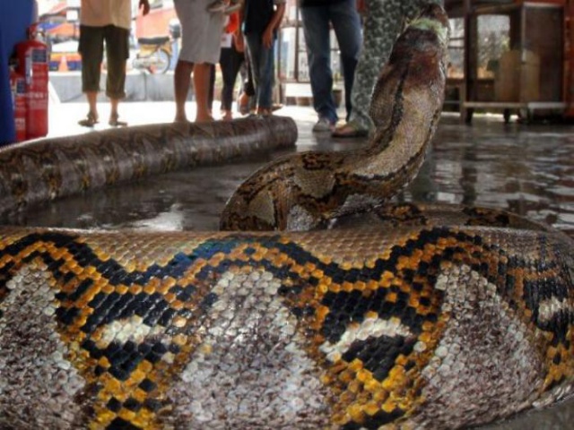 WNI Tewas di Malaysia Setelah Dililit Ular Piton Seberat 100 Kg