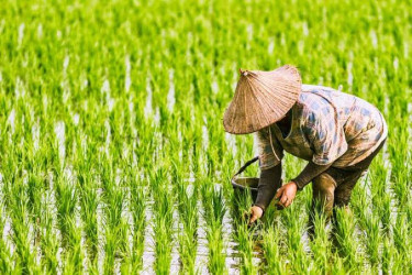 Nilai Tukar Petani Riau Tertinggi di Sumatera