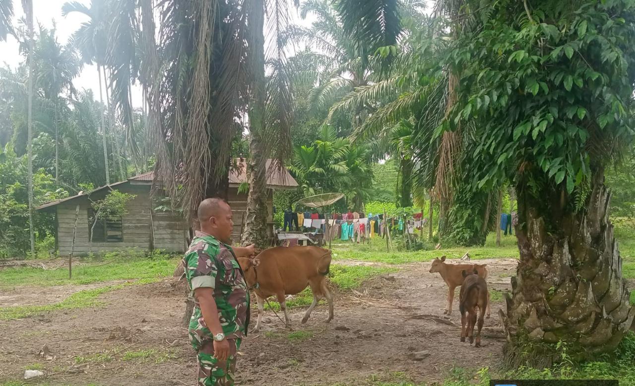 Sertu Sareh Laksanakan Pemantauan Cegah PMK