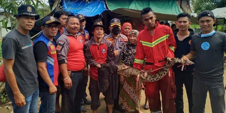 Tim Penyelamatan Inhil Evakuasi Seekor Buaya Muara