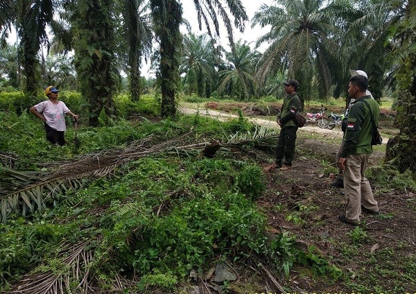 BBKSDA Riau Turunkan Tim Cek Jejak Harimau yang Viral di Area PT Darmali, Ternyata...