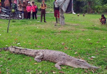Disiak Buaya Berkeliaran, Membuat Heboh Warga