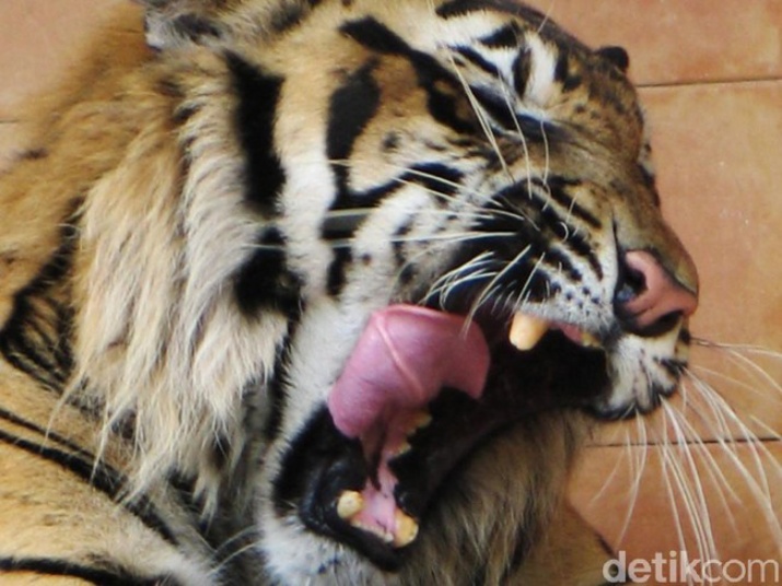 Warga Inhil Ketakutan Pasca 4 Ekor Sapi Diserang Harimau