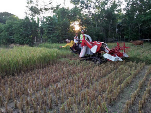Tiga Desa di Hulu Kuantan Memasuki Masa Panen Padi