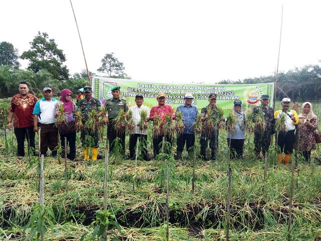 Wawako Dumai, Dandim 0320/Dumai dan Kadis KPP Dumai Gelar Panen Perdana Bawang Merah