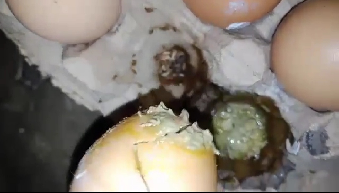 Parah.... Telur Bantuan Busuk, Warga Jayamukti Dumai Kecewa