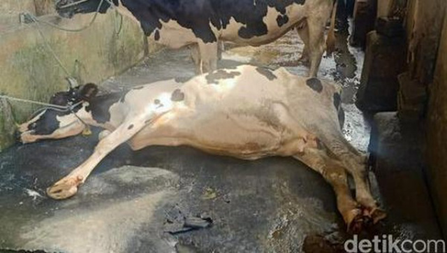 4 Ribu Sapi untuk Kebutuhan Kurban di Sumbar Tertular PMK