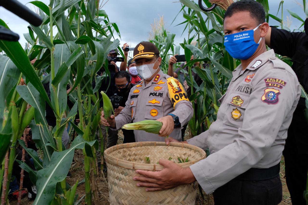 Panen Raya Program Jaga Kampung, Polda Riau Gandeng Persatuan Pedagang Jagung Bakar Pekanbaru