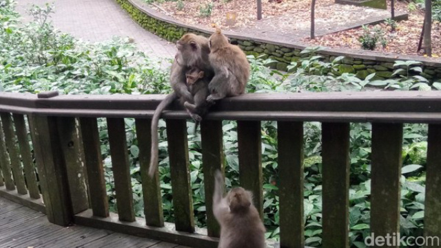 Makan Coklat Bikin Gendut, Ini Fakta Seputar Monyet di Sacred Monkey Forest  ni Fakta Seputar Monyet