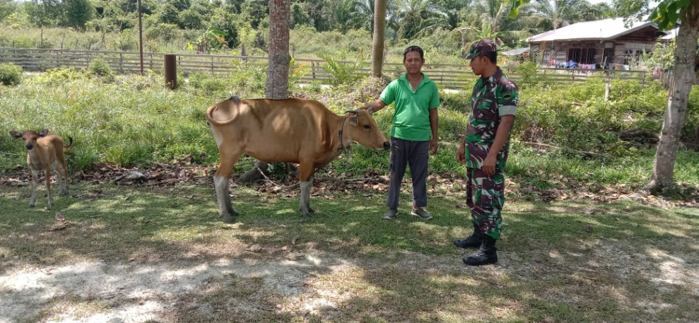 Jaga Kesehatan Hewan dan Masyarakat, Serda Edi Saputra Laksanakan Pengecekan
