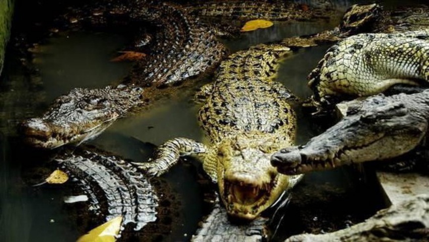 Diserang Buaya, Jazad Warga Meranti Ini Ditemukan Tidak Utuh Lagi