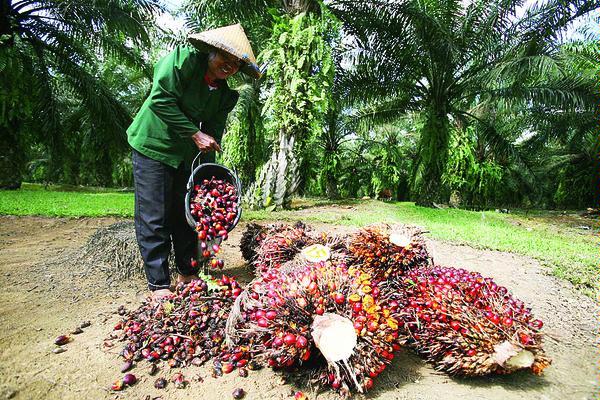 Ribuan Bibit Sawit Diberikan Pemko Dumai ke Petani