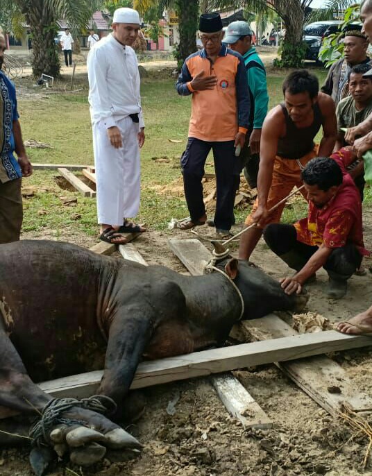 Polres Rohil Sembelih 11 Ekor Sapi, 5 Ekor Kambing