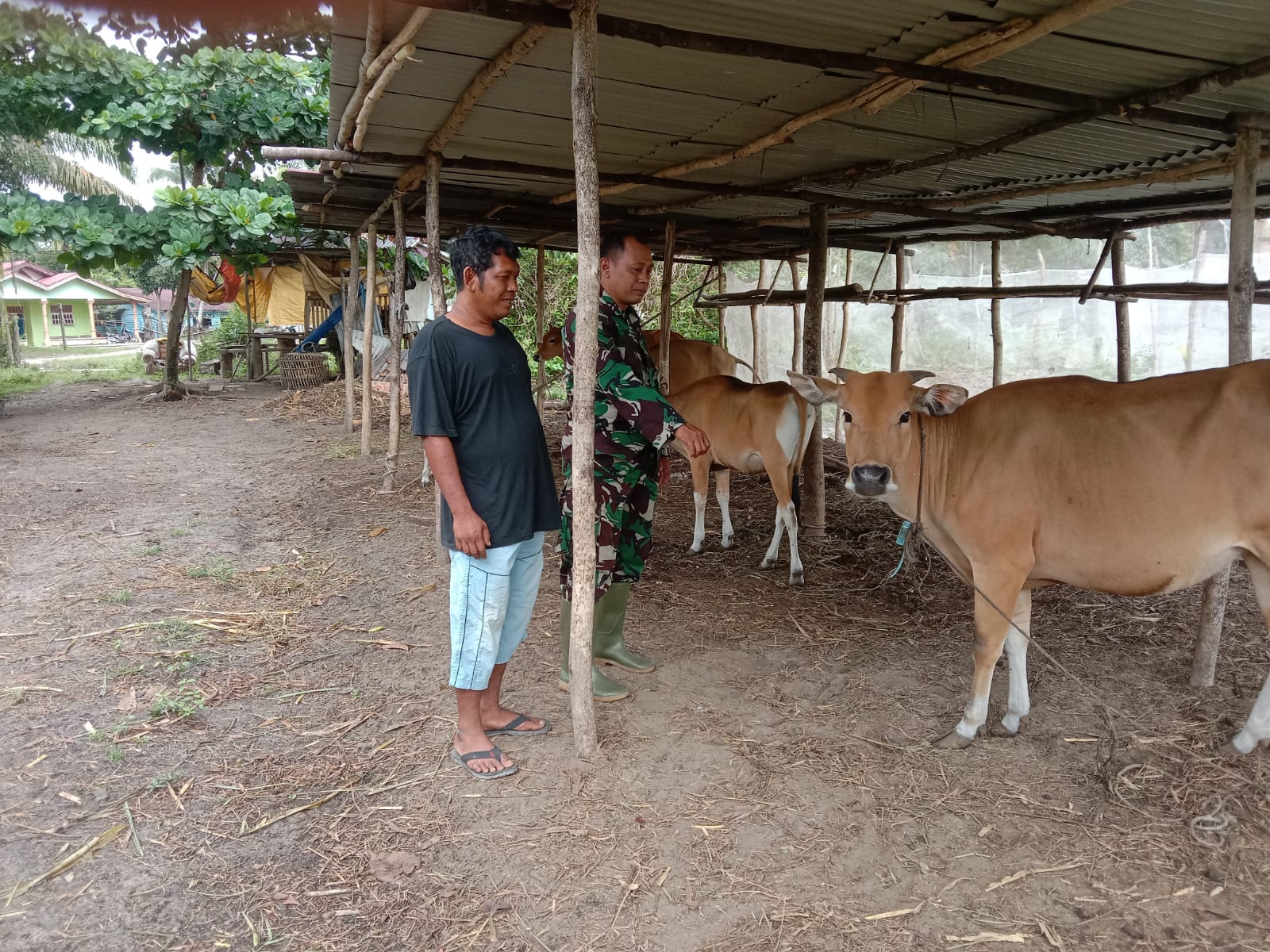 Babinsa Kelurahan Bintan Laksanakan Sosialisasi Pencegahan PMK