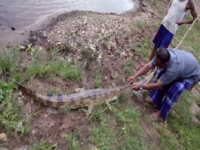 Kawanan Buaya Gegerkan Warga Kampung Zumi Zola