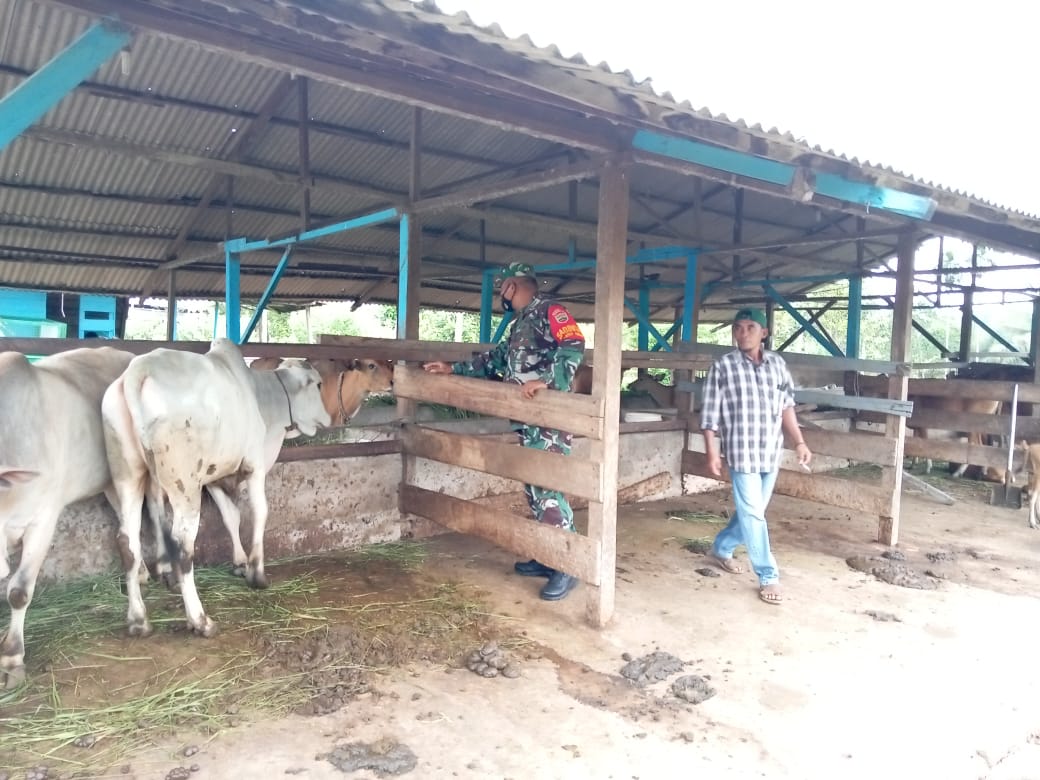 Serka Fahrizal Purba Laksanakan Giat Cegah PMK