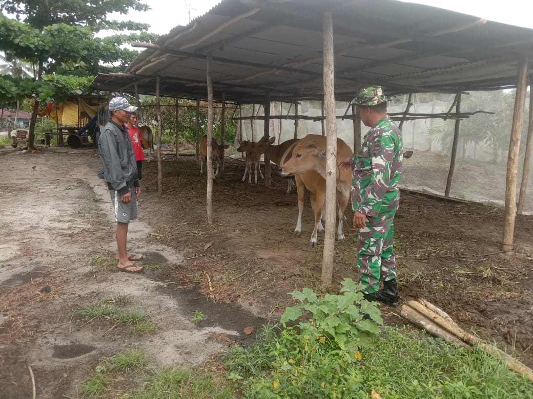 Babinsa Terus Melaksanakan Giat Cegah PMK