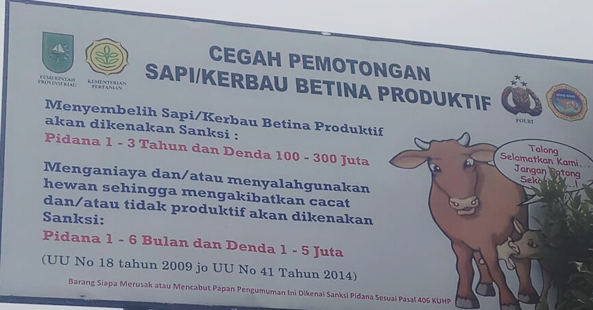 Disnak Pelalawan Belum Temukan Hewan Kurban yang Sakit dan Cacat