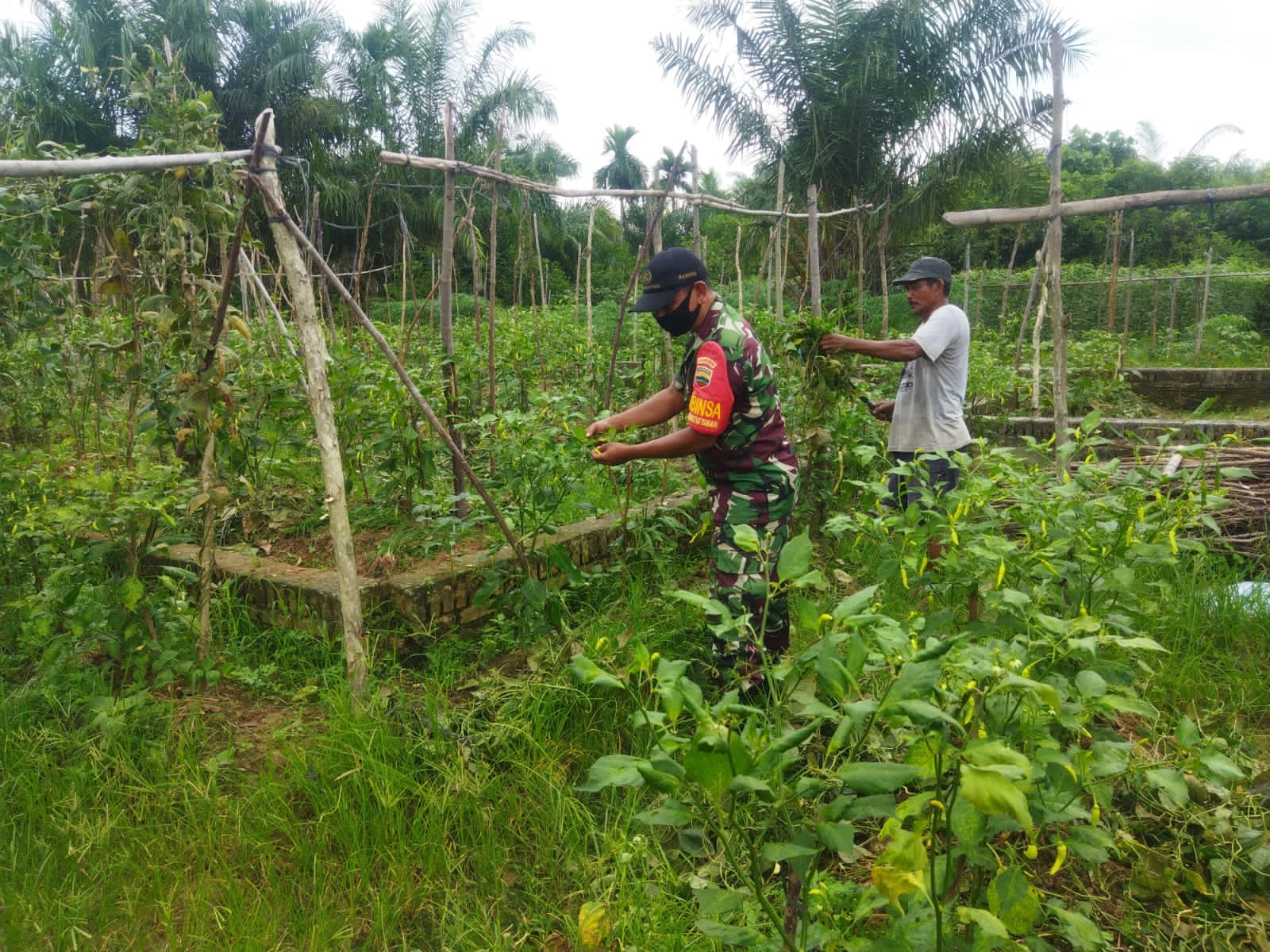 Sertu Abu Kasim Dampingi Petani Cabe dan Jagung