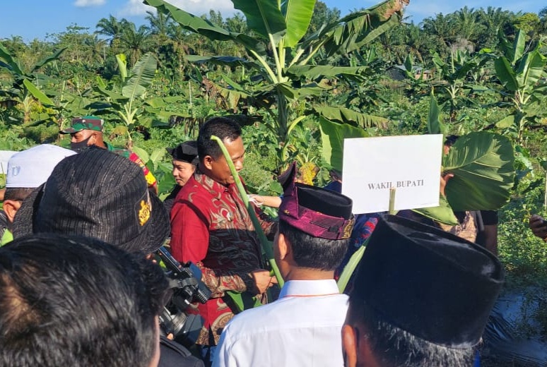Wabup Rohil Panen Raya Daun Talas Beneng di Manggala Sakti