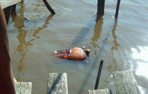 Sesosok Mayat Perempuan Mengapung di Perairan Sungai Laut