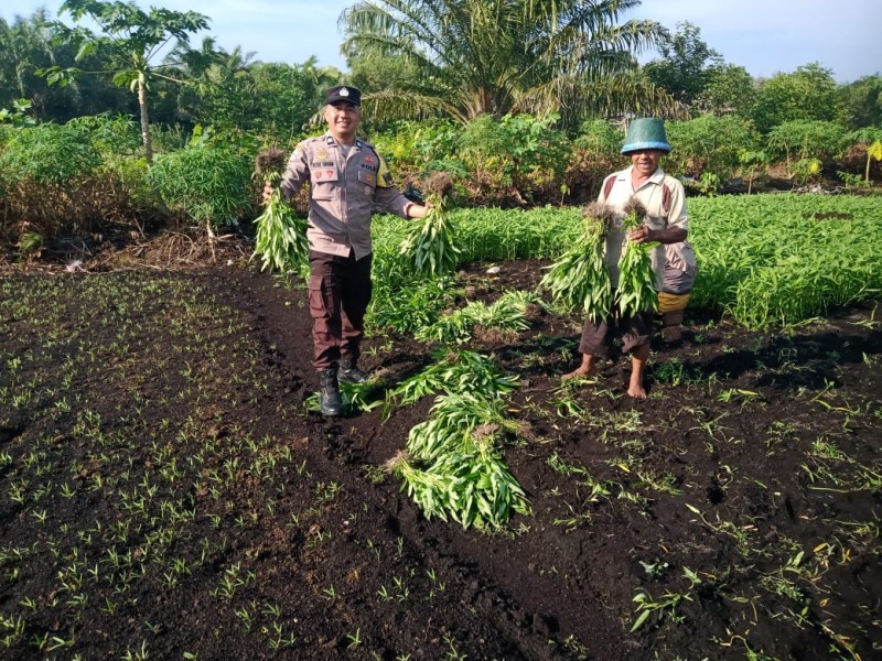 AIPTU Richie Tarigan Cek Perkembangan Tanaman Warga untuk Optimalkan Hasil Panen Ketahanan Pangan Nasional