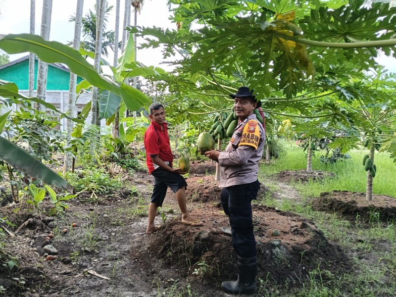 Bripka Edy Suryanto Turun Langsung Cek Tanaman Pepaya, Polisi dan Petani Bersinergi Dukung Program Ketahanan Pangan