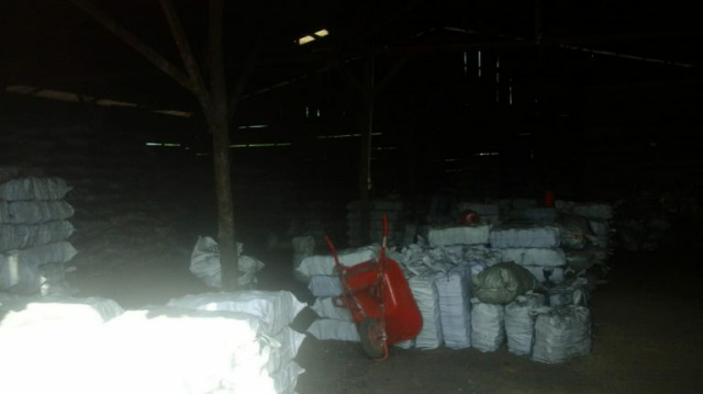 Pembabatan Pohon Bakau Dijadikan Arang di Rupat Makin Menggila