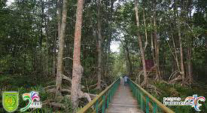 Kenapa Wisata Magrove Pulau Cawan Jadi Idaman? inilah Potensinya