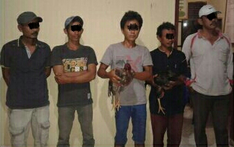 Gerebek TKP Sabung Ayam, 5 Warga Inhil Digari Polisi