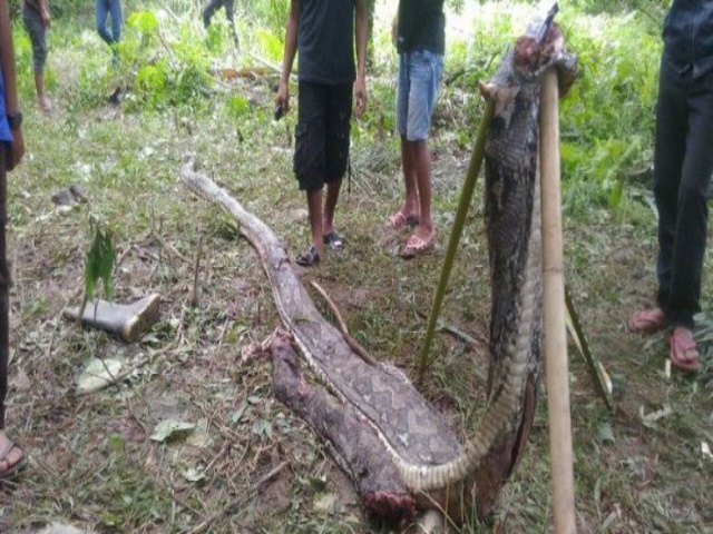 Petani yang Tewas Ditelan Ular Piton Tinggalkan Anak Berusia 1 Bulan