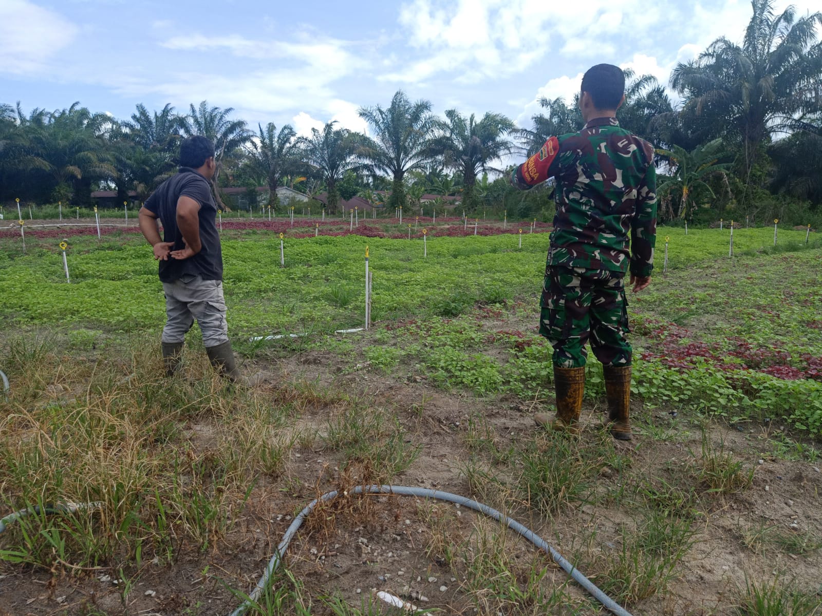 Serda Boby Rahman Dampingi Petani Bayam