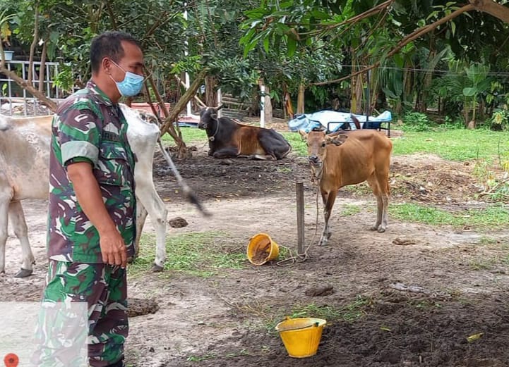 Pelda Riadi Sembiring Memonitoring Peternakan Cegah PMK