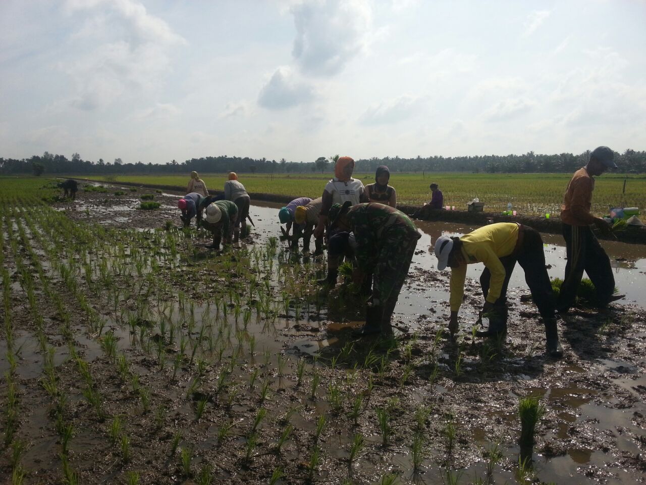 Babinsa Seberang Pebenaan Dampingi Tanam Padi Sistem Jajar Legowo