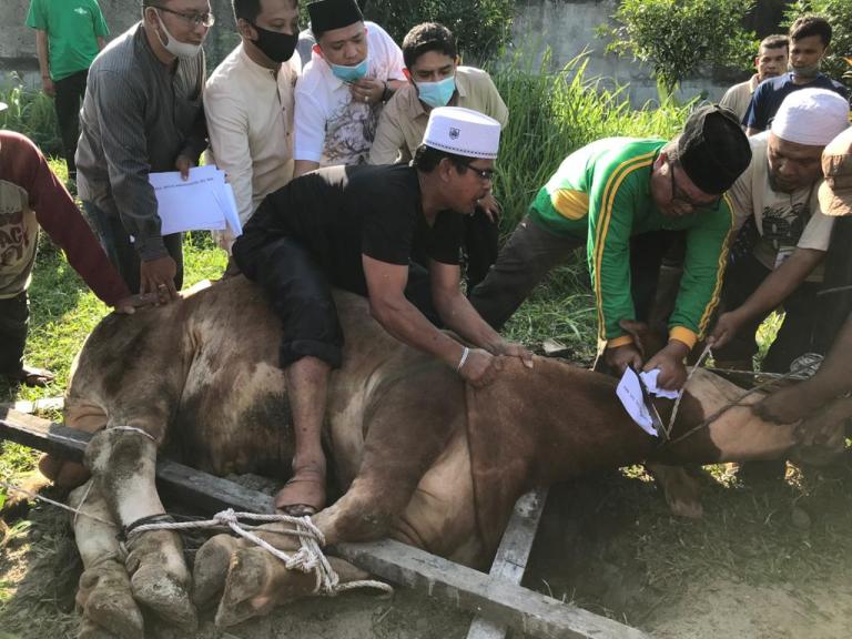 Camat Rantau Utara Terima Sebanyak 3 Ekor Hewan Qurban dari Pemkab Labuhanbatu