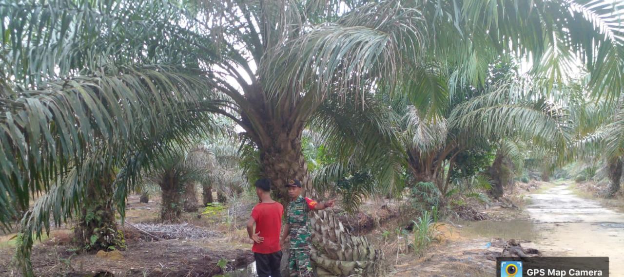 Babinsa Gurun Panjang Laksanakan Giat Pencegahan Karhutla