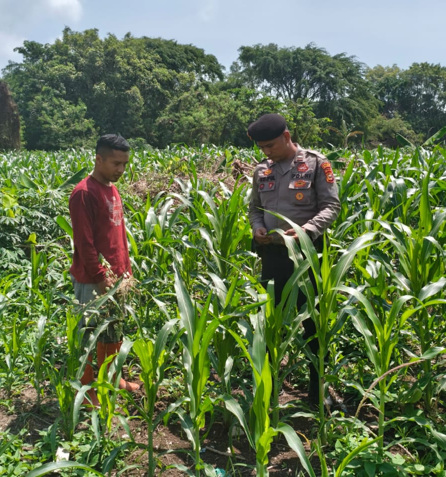 Polsek KSKP Polres Dumai Bersama Kelompok Tani Lakukan Pengecekan Tanaman Jagung, Dukung Ketahanan Pangan Nasional