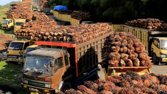 Petani Sawit di Bengkulu Mengeluh Harga TBS Ditekan Pabrik
