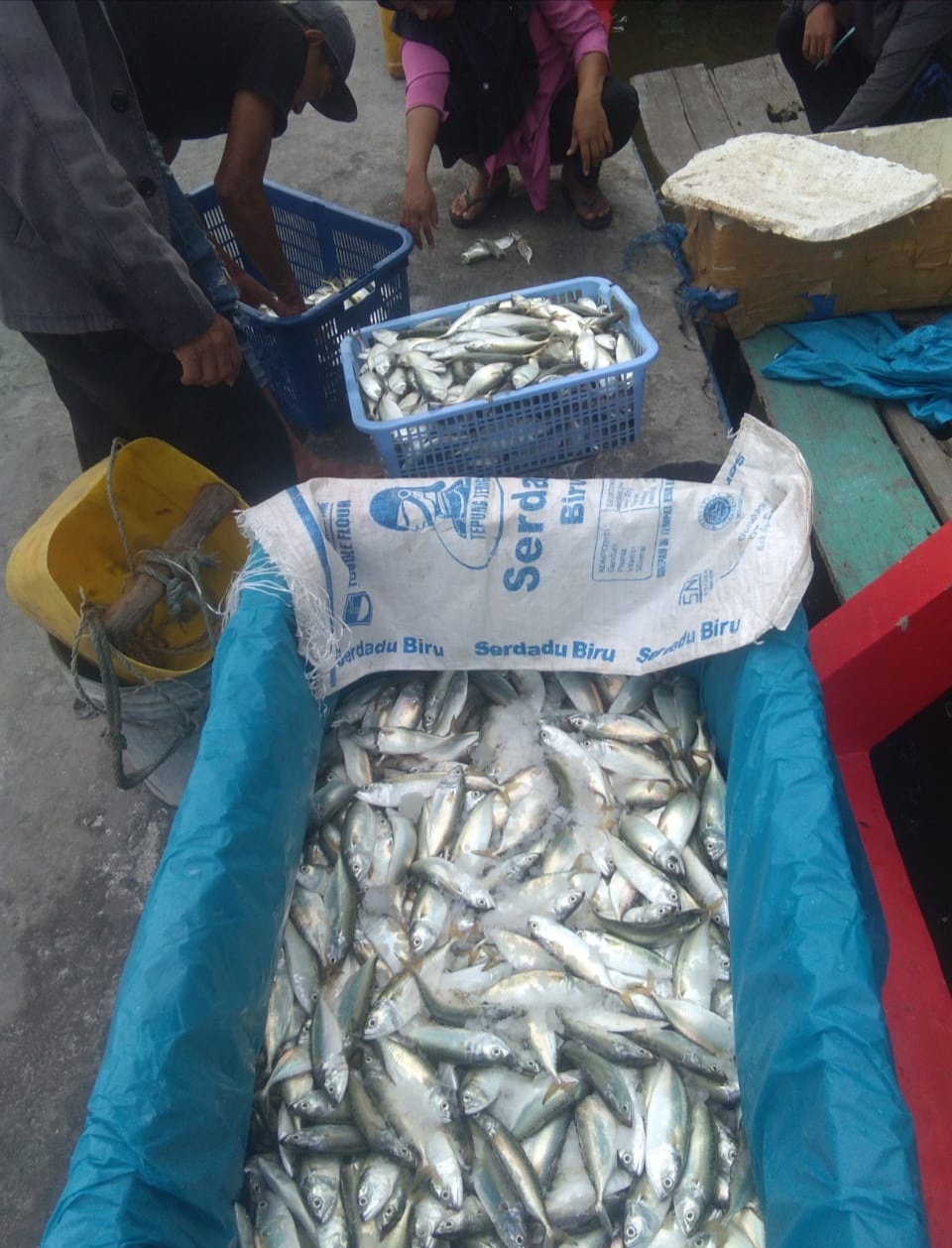 Tangkapan Nelayan Melimpah, 90 Persen Ikan Gembung Panipahan Lari Ke Sumut