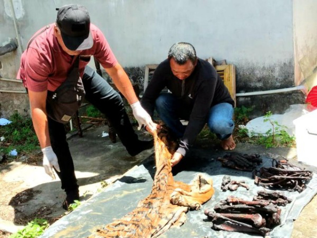 Diduga Jual Kulit Harimau, Eks Bupati Bener Meriah Ditangkap!