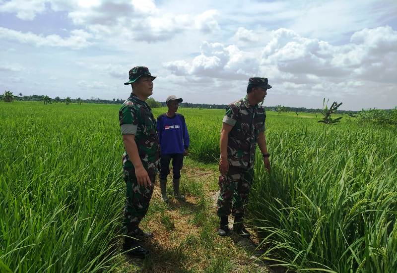 Demplot Ketahanan Pangan Kodim 0320/Dumai Panen Pertengahan Februari Ini