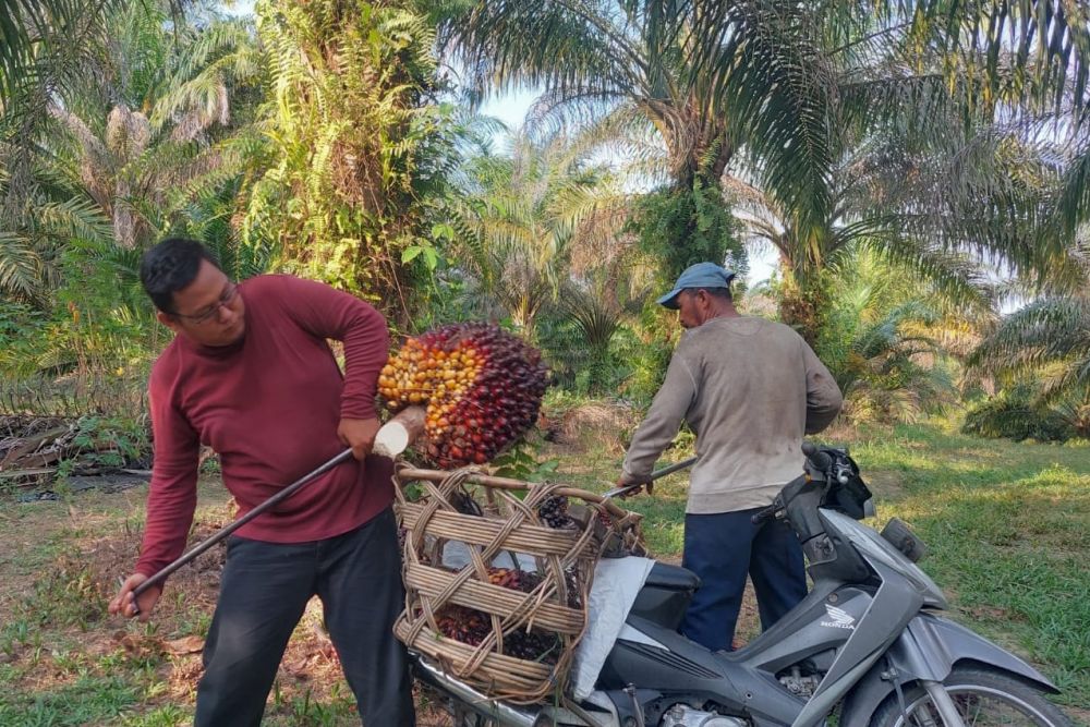 Tahun Ini, Sawit Masih Topang Pertumbuhan Ekonomi Riau